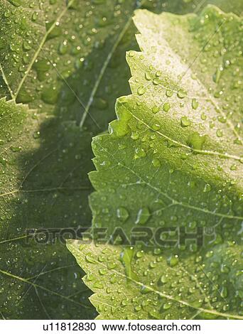 Stock Image - Close up of raindrops on green leafs. Fotosearch