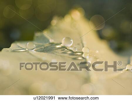 Stock Image - Close up of raindrops on leaf. Fotosearch
