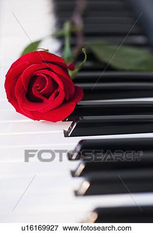 Close up of red rose lying on piano keys View Large Photo Image Stock Photo - Close up of red rose lying on piano keys. Fotosearch