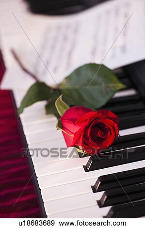 Stock Photo - Close up of red rose lying on piano keys. Fotosearch