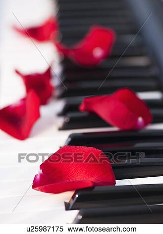 Close up of red rose petals lying on piano keys View Large Photo Image Stock Photography - Close up of red rose petals lying on piano keys. Fotosearch