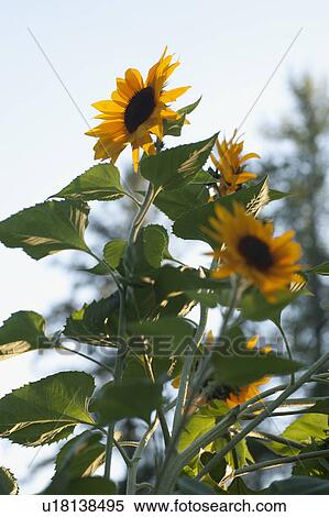 Stock Photography - Close-up of sunflower. Fotosearch