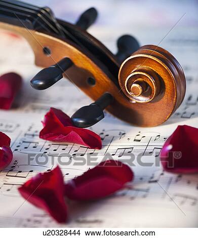 Close up of violin scroll and rose petals on sheet music View Large Photo Image Picture - Close up of violin scroll and rose petals on sheet music. Fotosearch