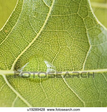 Close up of water drop on leaf View Large Photo Image Stock Photo - Close up of water drop on leaf. Fotosearch