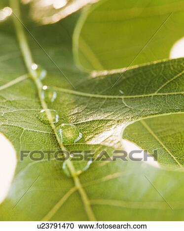 Close up of water drops on leaf View Large Photo Image Stock Image - Close up of water drops on leaf. Fotosearch