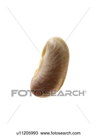 Close-up of white bean seed, studio shot View Large Photo Image Stock Image - Close-up of white bean seed, studio shot. Fotosearch