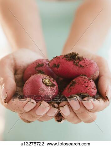Close up of woman's hands holding radish View Large Photo Image Stock Image - Close up of woman's hands holding radish. Fotosearch