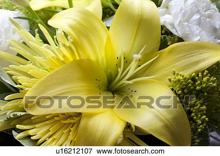 Close-up of yellow lily View Large Photo Image Stock Photo - Close-up of yellow lily. Fotosearch