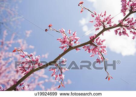 Stock Photo - Eastern Redbud Tree. Fotosearch