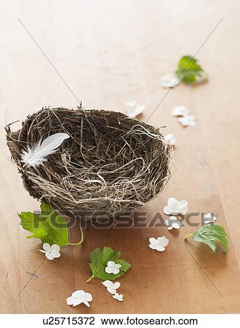 Stock Image - Feather and flowers with birds nest. Fotosearch