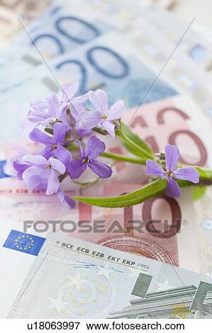Flowers on European union banknotes View Large Photo Image Stock Photo - Flowers on European union banknotes. Fotosearch