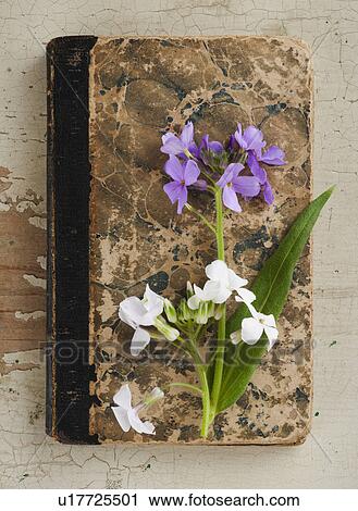 Flowers on old book View Large Photo Image Stock Image - Flowers on old book. Fotosearch