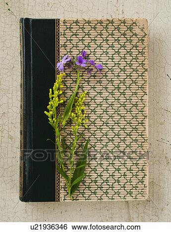 Flowers on old book View Large Photo Image Stock Photograph - Flowers on old book. Fotosearch