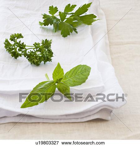 Stock Photo - Fresh herbs on napkin. Fotosearch