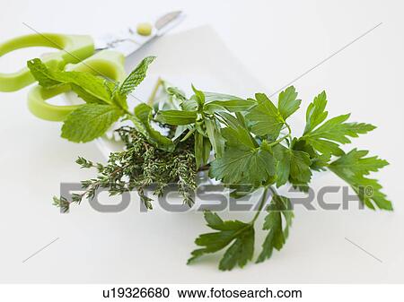 Fresh herbs on plate with scissors View Large Photo Image Stock Image - Fresh herbs on plate with scissors. Fotosearch