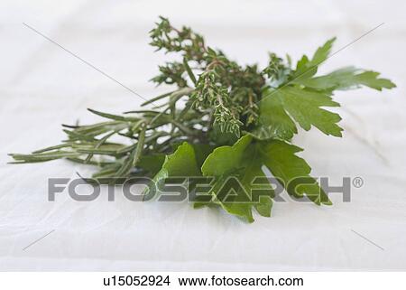 Fresh parsley, thyme and mint View Large Photo Image Picture - Fresh parsley, thyme and mint. Fotosearch