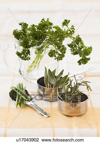 Stock Image - Fresh rosemary and parsley. Fotosearch