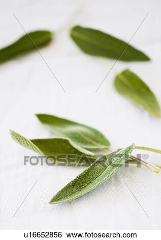 Fresh sage herbs View Large Photo Image Stock Photograph - Fresh sage herbs. Fotosearch