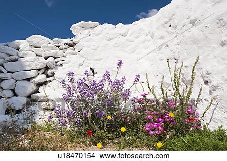Greece, Cyclades Islands, Mykonos, Flowers by church wall View Large Photo Image Picture - Greece, Cyclades Islands, Mykonos, Flowers by church wall. Fotosearch