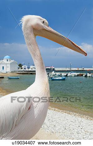 Greece, Cyclades Islands, Mykonos, Pelican on beach at harbor View Large Photo Image Stock Photo - Greece, Cyclades Islands, Mykonos, Pelican on beach at harbor. Fotosearch