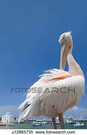 Stock Photography - Greece, Cyclades Islands, Mykonos, Pelican at harbor. Fotosearch