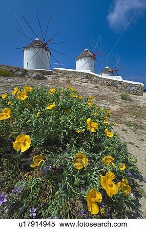 Greece, Cyclades Islands, Mykonos, Flowers near old windmills View Large Photo Image Stock Photography - Greece, Cyclades Islands, Mykonos, Flowers near old windmills. Fotosearch