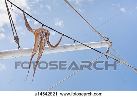 Greece, Cyclades Islands, Mykonos, Sun drying octopus on fishing boat View Large Photo Image Stock Image - Greece, Cyclades Islands, Mykonos, Sun drying octopus on fishing boat. Fotosearch