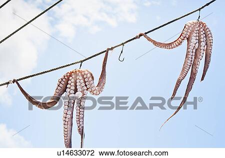 Greece, Cyclades Islands, Mykonos, Sun drying octopus on fishing boat View Large Photo Image Stock Image - Greece, Cyclades Islands, Mykonos, Sun drying octopus on fishing boat. Fotosearch