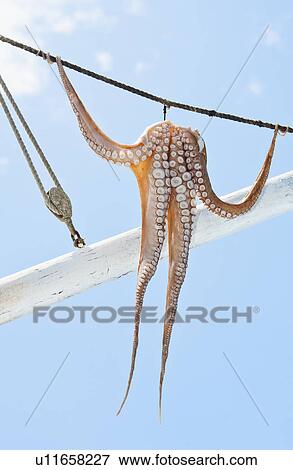 Greece, Cyclades Islands, Mykonos, Sun drying octopus on fishing boat View Large Photo Image Stock Photo - Greece, Cyclades Islands, Mykonos, Sun drying octopus on fishing boat. Fotosearch