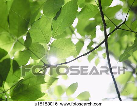 Stock Photograph - Green leaves. Fotosearch