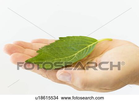 Hand holding leaf View Large Photo Image Picture - Hand holding leaf. Fotosearch