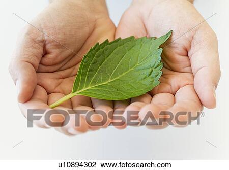 Stock Image - Hand holding leaf. Fotosearch
