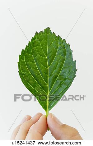 Stock Photo - Hand holding leaf. Fotosearch