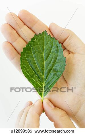 Hand holding leaf View Large Photo Image Stock Photography - Hand holding leaf. Fotosearch