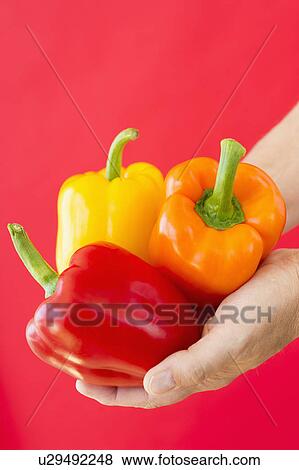 Hands holding bell peppers View Large Photo Image Stock Photo - Hands holding bell peppers. Fotosearch