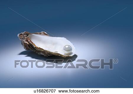 Oyster pearl on gray background View Large Photo Image Stock Photo - Oyster pearl on gray background. Fotosearch