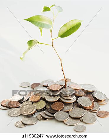 Plant growing on heap of coins, studio shot View Large Photo Image Stock Photo - Plant growing on heap of coins, studio shot. Fotosearch