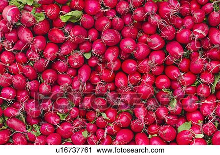 Radishes for sale View Large Photo Image Stock Image - Radishes for sale. Fotosearch