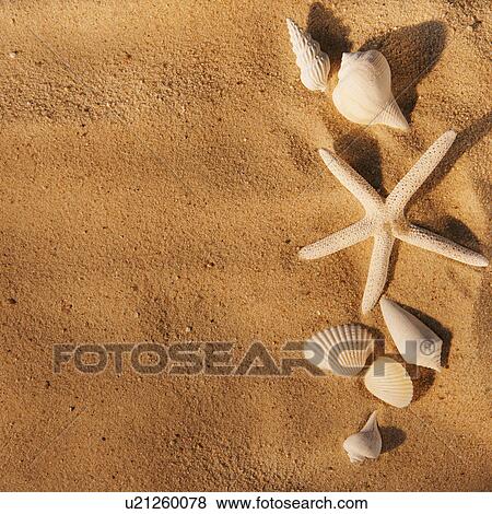 Stock Photo - Sea shells on sand. Fotosearch