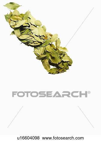 Studio shot of bay Leaves View Large Photo Image Stock Photo - Studio shot of bay Leaves. Fotosearch