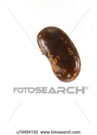 Stock Image - Studio shot of Bean Seed on white background. Fotosearch