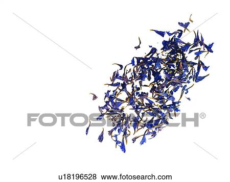 Stock Photo - Studio shot of bergamot petals. Fotosearch