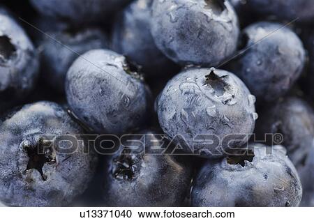 Stock Image - Studio shot of blueberries. Fotosearch