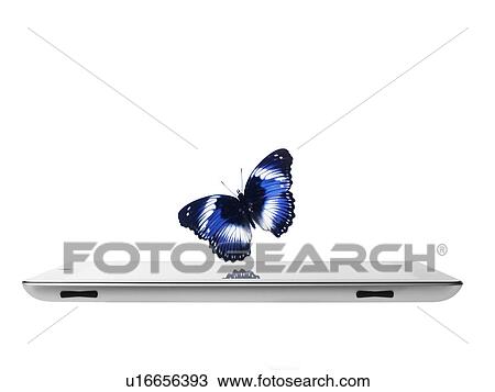 Stock Image - Studio shot of butterfly over digital tablet. Fotosearch