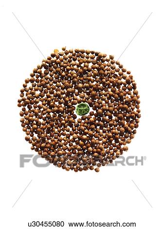 Studio shot of Cardamom Seeds and Pea Seed on white background View Large Photo Image Stock Image - Studio shot of Cardamom Seeds and Pea Seed on white background. Fotosearch
