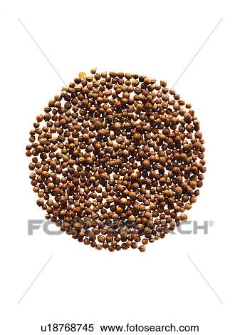 Stock Photography - Studio shot of Cardamom Seeds on white background. Fotosearch