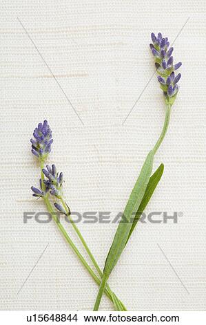 Studio shot of fresh lavender View Large Photo Image Picture - Studio shot of fresh lavender. Fotosearch