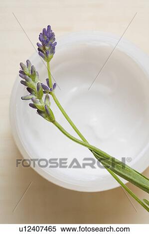 Studio shot of fresh lavender with bowl View Large Photo Image Stock Photography - Studio shot of fresh lavender with bowl. Fotosearch