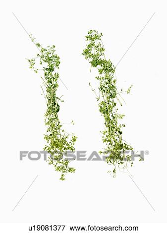 Studio shot of Ground Lemon Grass on white background View Large Photo Image Stock Photo - Studio shot of Ground Lemon Grass on white background. Fotosearch
