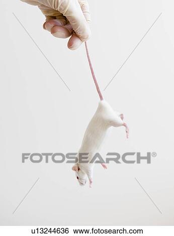 Stock Photograph - Studio shot of hand in glove holding white mouse. Fotosearch